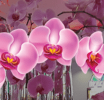 Orchid Casino at Riu Palace Antillas